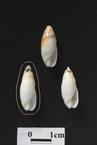 中文名:柏生彈頭螺學名:Ancillus borshengi