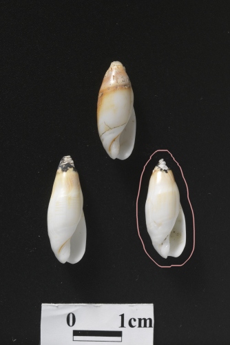 中文名:柏生彈頭螺學名:Ancillus borshengi