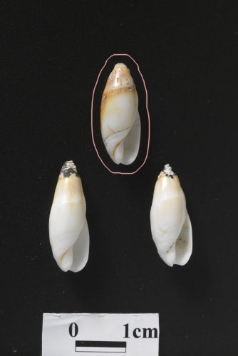 中文名:柏生彈頭螺學名:Ancillus borshengi