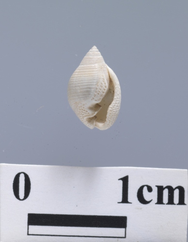 中文名:日本厚唇螺學名:Ringiculopsis nipponica