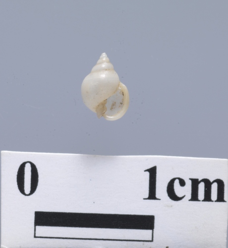 中文名:尼諾厚唇螺學名:Ringicula niinoi