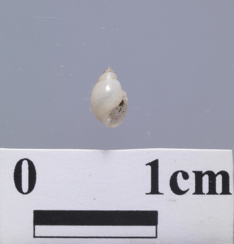 學名:Ringiculina 屬