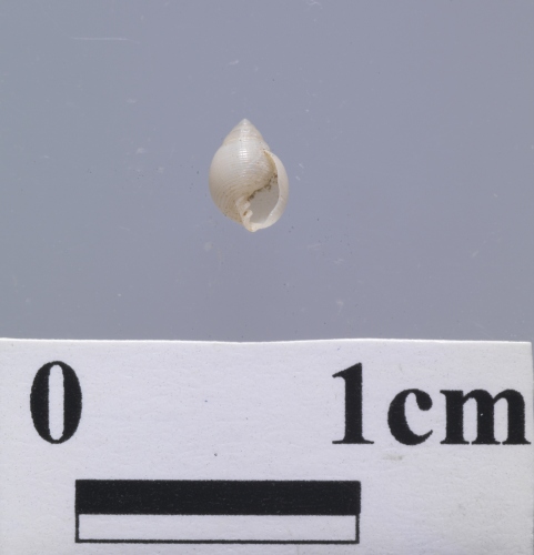 中文名:土佐厚唇螺學名:Ringiculina tosaensis