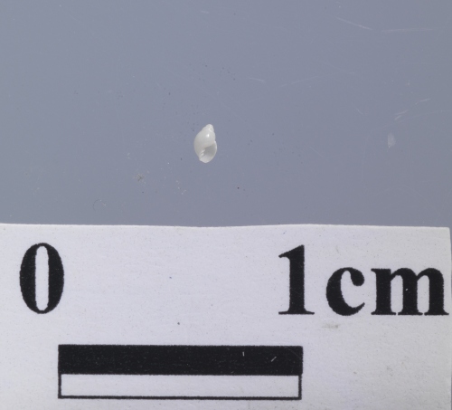 中文名:黑田厚唇螺學名:Ringiculina kurodai