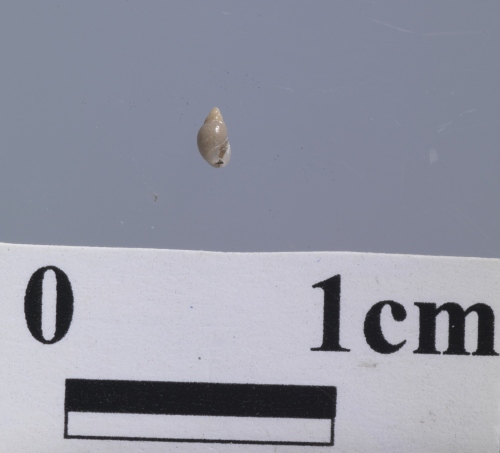 中文名:黑田厚唇螺學名:Ringiculina kurodai