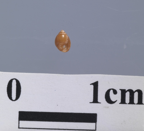 中文名:橫山厚唇螺學名:Ringiculina yokoyamai