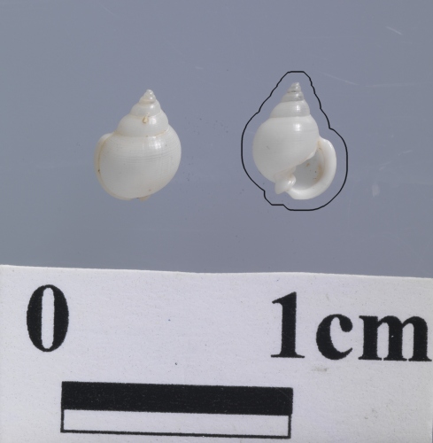 中文名:白豆厚唇螺學名:Ringiculina doliaris