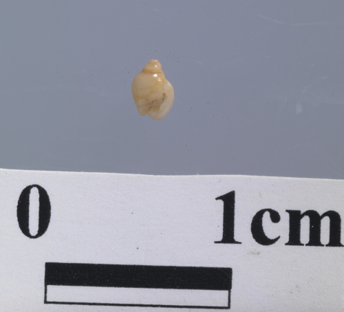 學名:Ringiculina oehlertiae