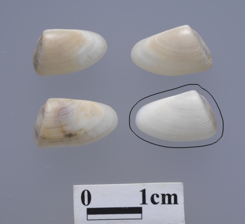 學名:Donax siliqua