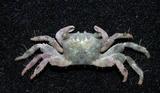 褶痕厚紋蟹(Pachygrapsus plicatus)