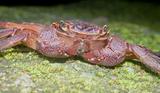 印痕仿相手蟹(Sesarmops impressum)
