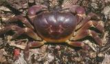 紫地蟹( i Gecarcoidea...