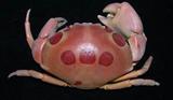 紅斑瓢蟹( i Carpilius ...