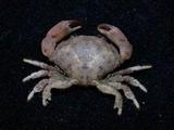 火紅皺蟹( i Leptodius ...