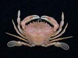 細點圓趾蟹(<i>Ovalipes punctatus</i>)