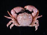 烏龜怪方蟹(Xenograpsus testudinatus)