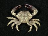 小疣瘤蟹( i Phymodius ...