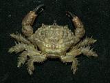 網紋毛殼蟹( i Pilodius ...