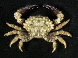 小疣瘤蟹( i Phymodius ...