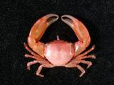 紅點梯形蟹( i Trapezia ...