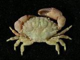 裸足皺蟹( i Leptodius ...