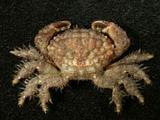 網紋毛殼蟹( i Pilodius ...