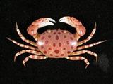 紅斑斗蟹( i Liagore ru...