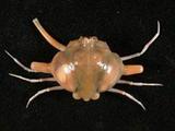雙角轉輪蟹( i Ixoides c...