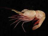 冠頂紅蝦(Plesionika lophotes)