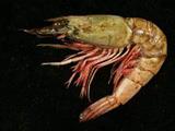(Parapenaeus lanceolatus)