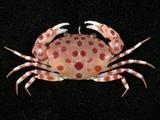 紅斑斗蟹( i Liagore ru...