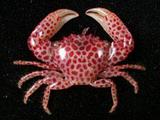 紅斑梯形蟹( i Trapezia ...