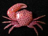 虎斑梯形蟹( i Trapezia ...