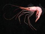 雄偉紅蝦(Plesionika grandis)