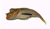尖棘角魚( i pterygotri...