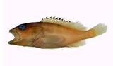 赤石斑魚( i Epinephelu...