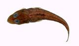 大棘牛尾魚( i Suggrundu...