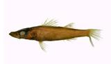u?(Parabembras curtus)