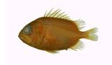 金鱗魚( i Ostichthys ...