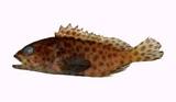 玳瑁石斑魚( i Epinephel...