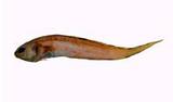 ֧@(Pyramodon ventralis)