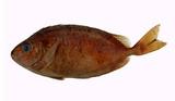 長鰭籃子魚( i Siganus c...