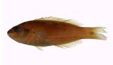 三線紫胸魚(Stethojulis trilineata)