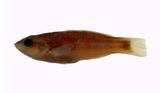 綠錦魚(Thalassoma cupido)