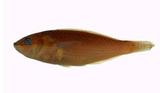 虹紋紫胸魚(Stethojulis strigiventer)