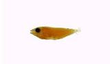 三斑海豬魚(Halichoeres trimaculatus)