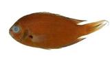 鋸雀鯛(Pristotis jerdoni)