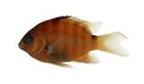 梭地豆娘魚(Abudefduf sordidus)