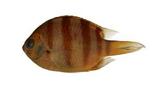 條紋豆娘魚(Abudefduf vaigiensis)