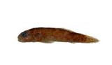 鰕(Bathygobius fuscus)